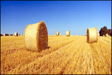 McNamara Agribusiness Management & Finance
