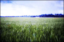McNamara Agribusiness Management & Finance