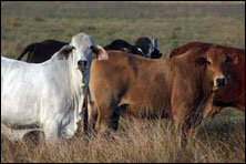 McNamara Agribusiness Management & Finance