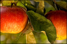 McNamara Agribusiness Management & Finance